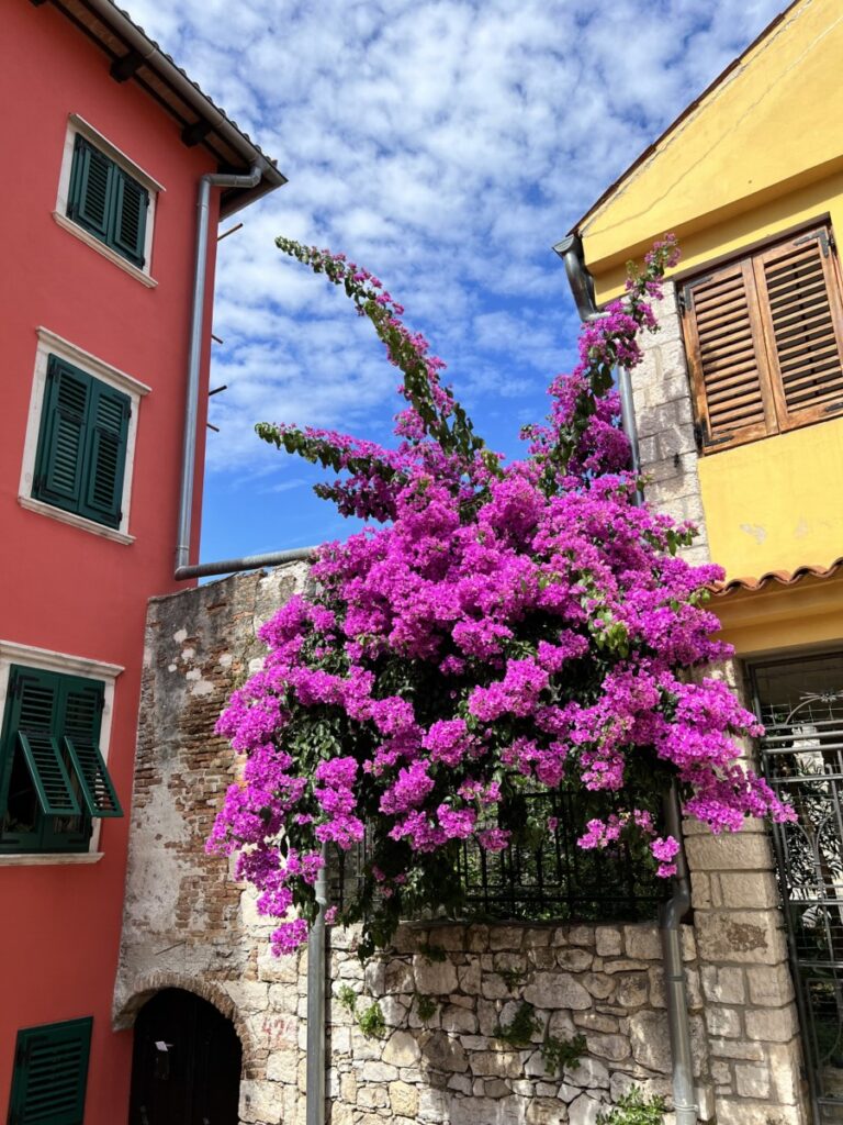 Blomster i Rovinj