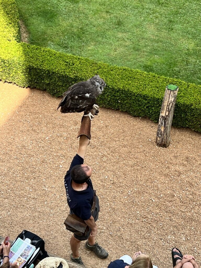 Jaktfalkoppvisning i hagen på Chateau Milandes